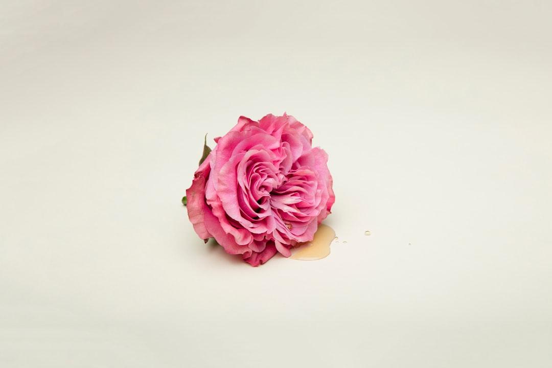 Pink rose on white surface from Deon Black on Unsplash Bệnh hiếm muộn