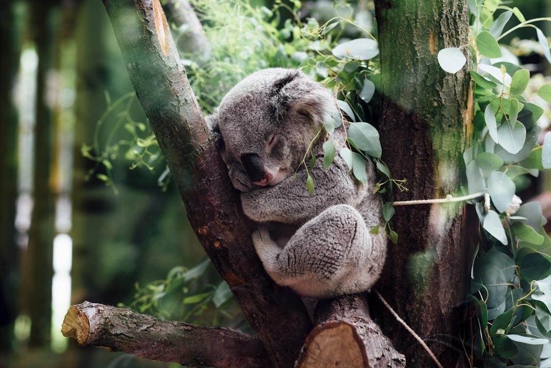 koala sleeping on tree branch Bệnh mất ngủ