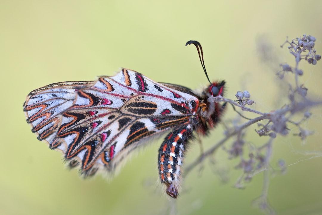 macro photography of multicolored moth Vết chích, vết cắn của côn trùng