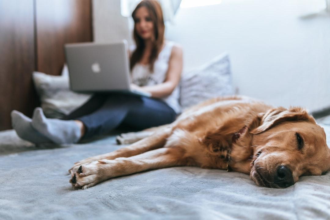 Golden retriever lying on bed from BRUNO CERVERA on Unsplash