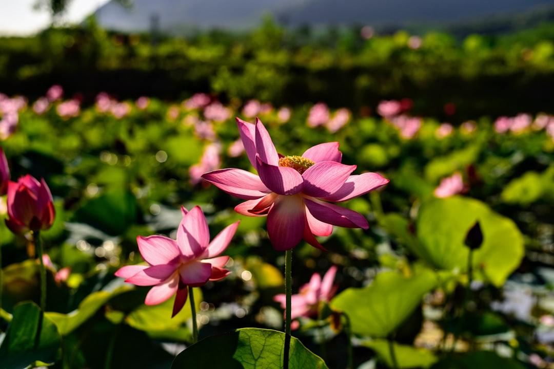 A field full of pink flowers and green leaves from Phú Nguyễn Đạt on Unsplash Tâm tình người cùng làm lao