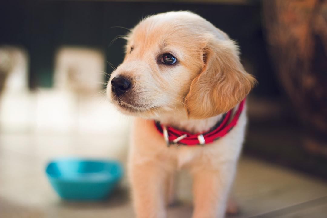 Selective focus photography of short-coated brown puppy facing right side from Berkay Gumustekin on Unsplash