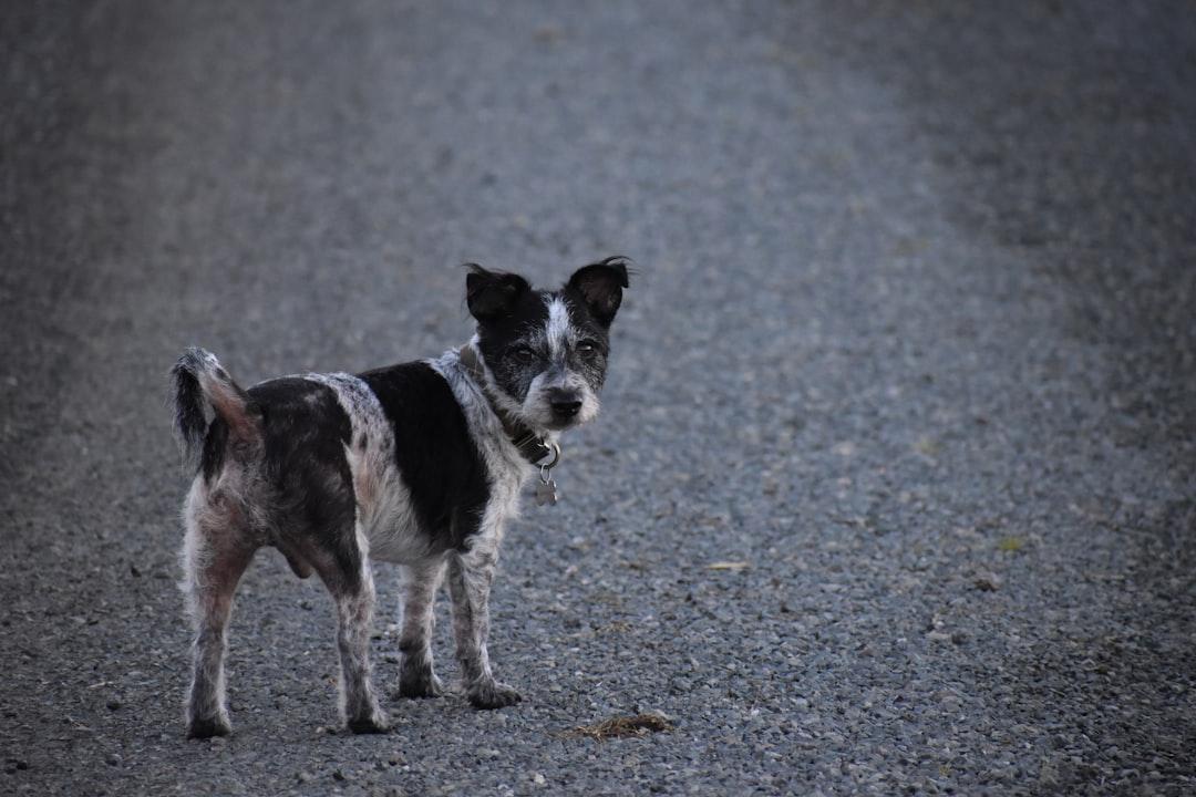 A small black and white dog standing on a gravel road from Kat Damant on Unsplash 9 nguyên nhân làm bạn đau đầu