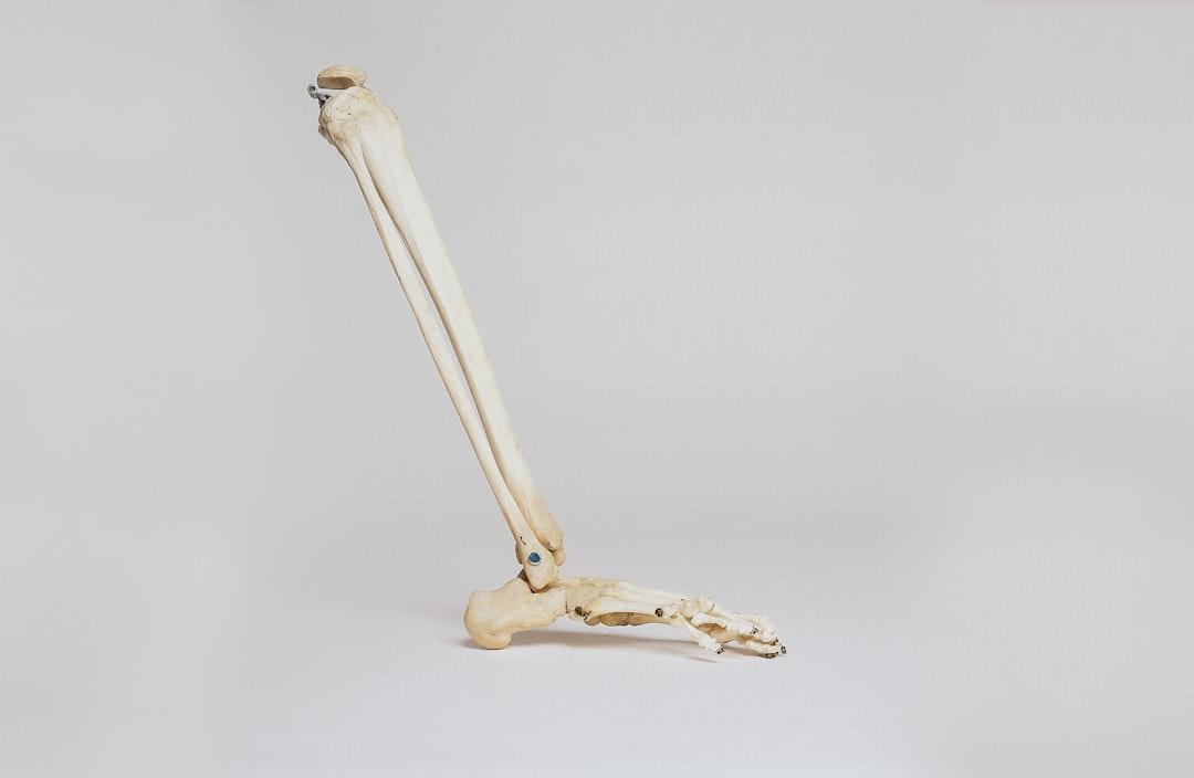 Human leg skeleton from Nino Liverani on Unsplash