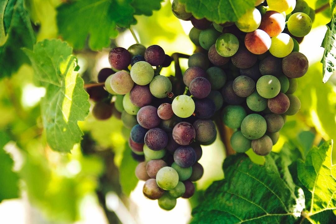 Grapes on trunk photography from Rohit Tandon on Unsplash