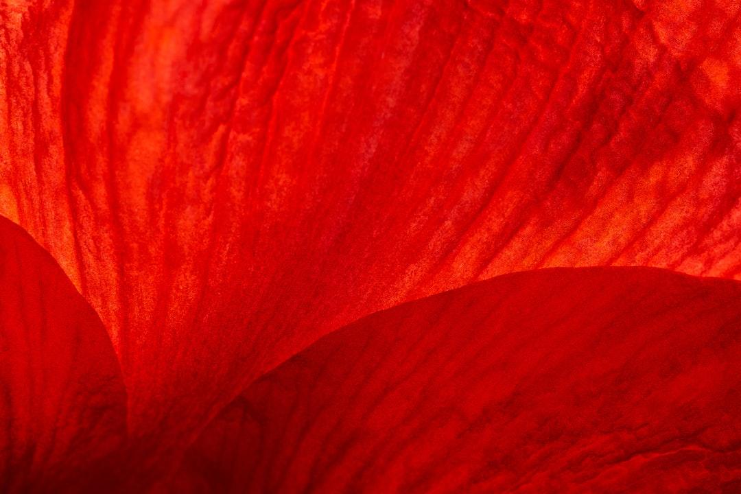 Red and white abstract painting from Wolfgang Hasselmann on Unsplash