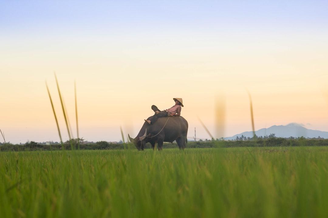 Person riding black buffalo on green fields from Kiril Dobrev on Unsplash