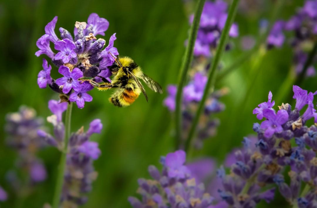Macro shot photography of bee from Jenna Lee on Unsplash TPHCM: Gia tăng nhiều tai nạn ở trẻ trong mùa hè