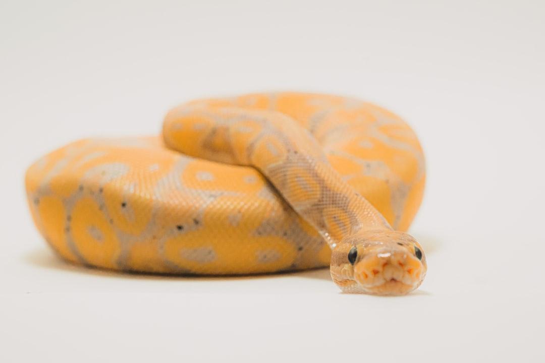 Brown and beige snake on white surface from Timothy Dykes on Unsplash Sừng con dinh trị bách độc?