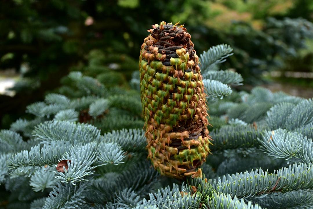 A close up of a pine cone on a tree from Ries Bosch on Unsplash Khi bạn muốn có con...