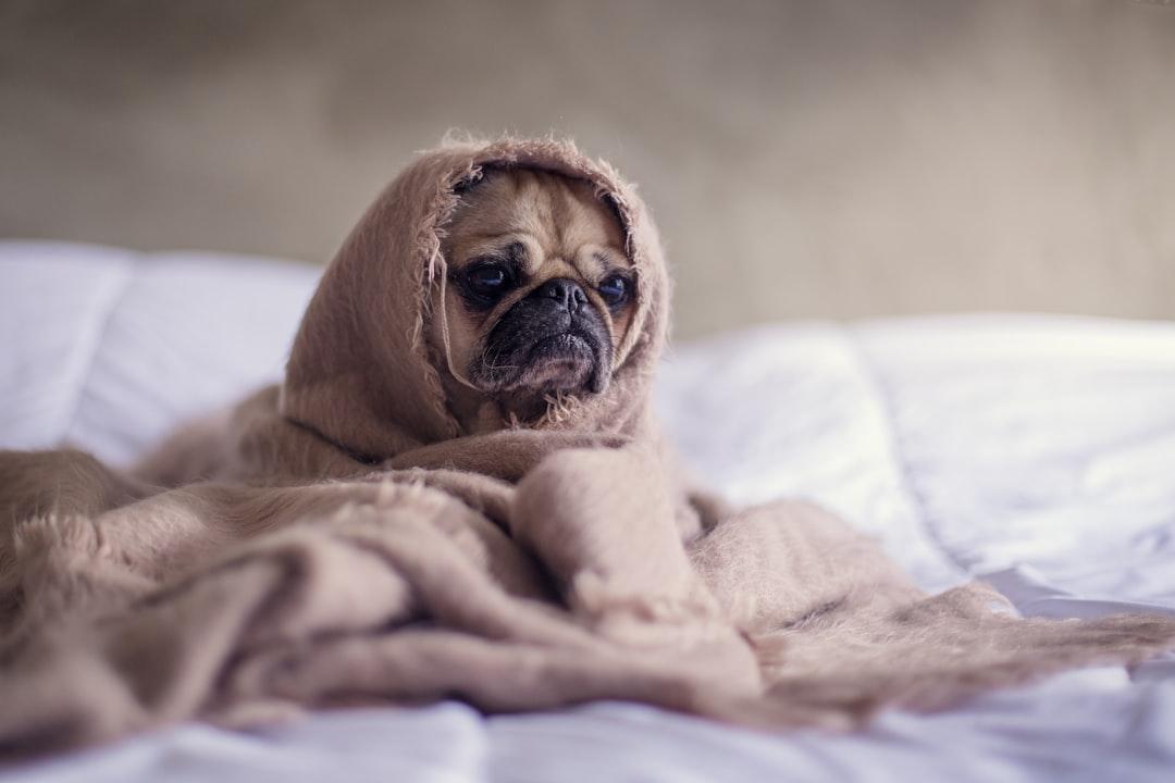 pug covered with blanket on bedspread Mới bị