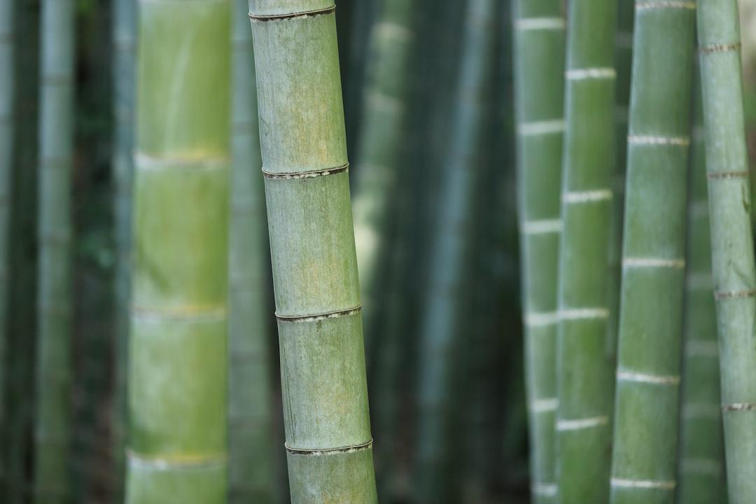 Green bamboo shoots from kazuend on Unsplash Thủng ruột vì nuốt tăm tre