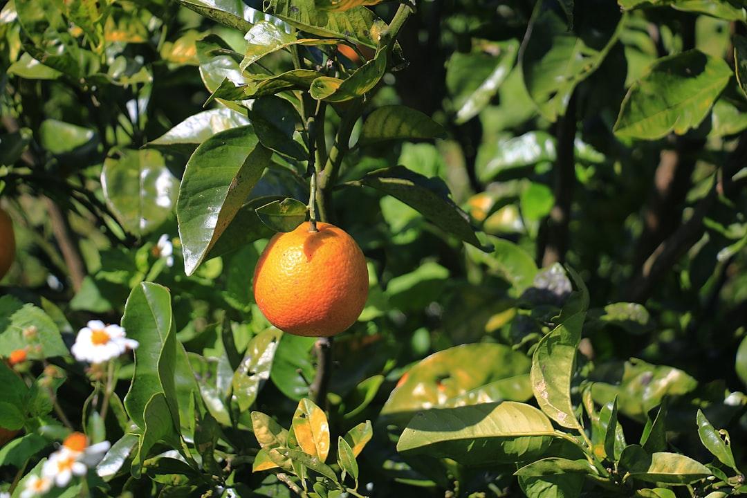 An orange tree filled with lots of ripe oranges from Thuận Minh on Unsplash Cứu sống một bé sơ sinh khi sản phụ đã tử vong