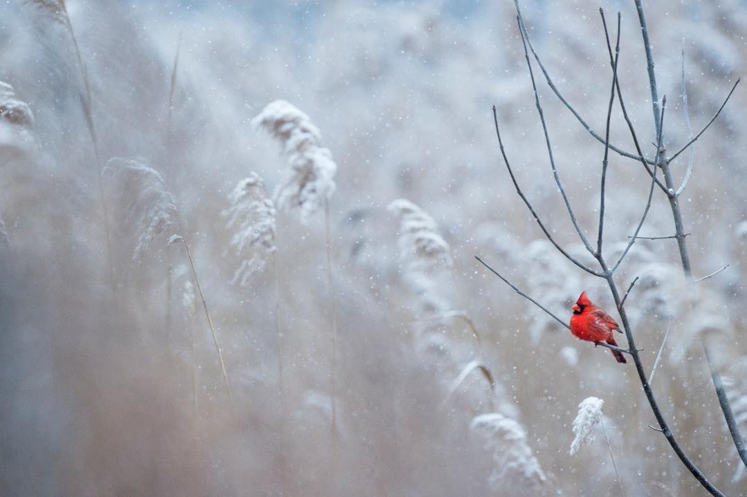 Selective focus photography of cardinal bird on tree branch from Ray Hennessy on Unsplash Những cơn ngứa mùa đông: Cẩn thận kẻo cụt ngón
