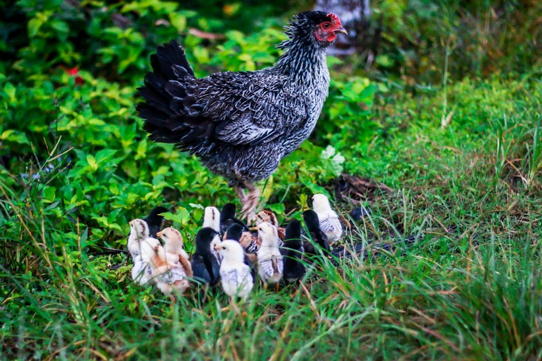 Gray and white chicken with chicks on green grass from K Kannan on Unsplash Mẹo nhỏ chữa "nứt cổ gà"
