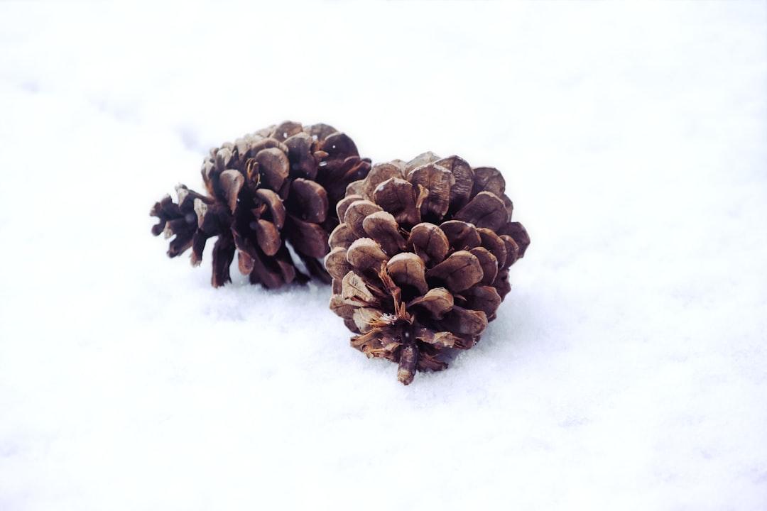 Two pinecones from Donna G on Unsplash Ngủ ít dễ bị cảm lạnh