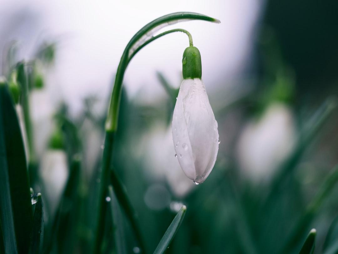 Shallow focus photography of white tulips from Aaron Burden on Unsplash Hồi xuân ở phụ nữ và những điều chú ý