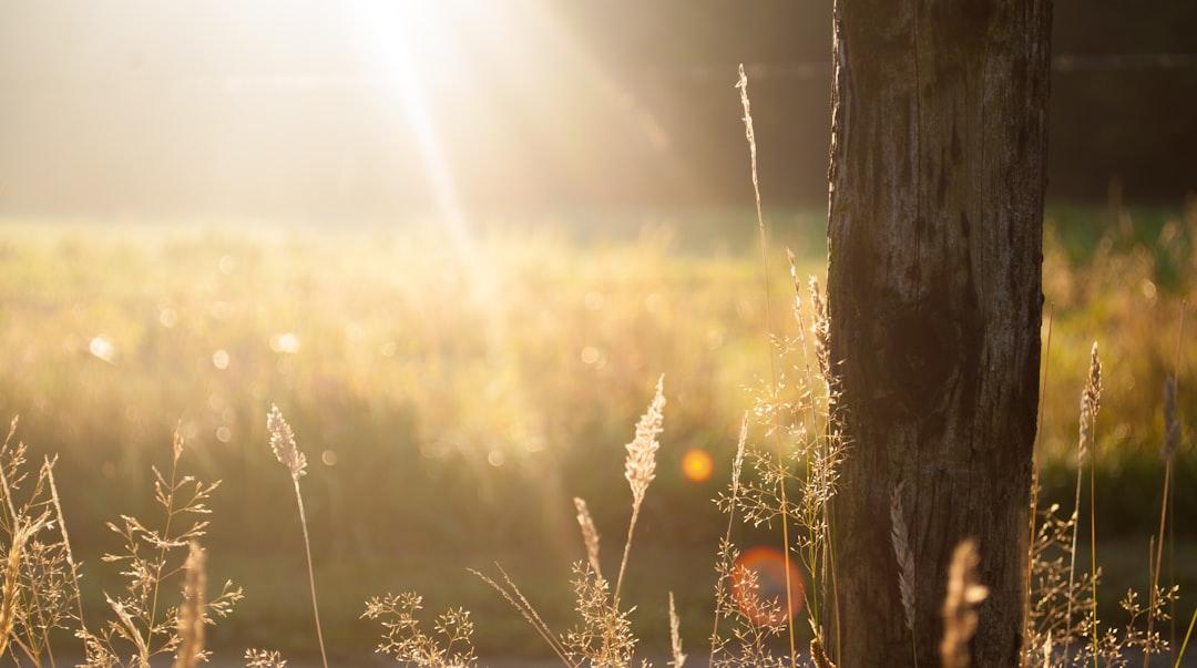 Brown tree bark during sunrise from Zwaddi on Unsplash Thiếu vitmain D dễ mắc cảm cúm