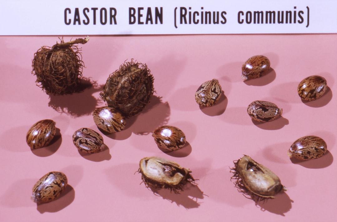bunch of castor beans on white pink cloth Ngộ độc opi, morphin, codein, heroin, dolosan...