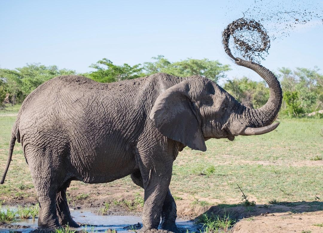 Gray elephant playing with mud from Andrew Rice on Unsplash 'Người voi' xuất hiện ở Pakistan