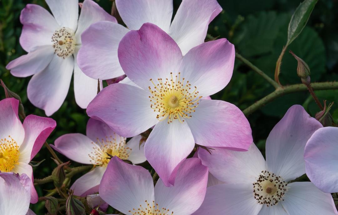 Ca thứ 2 tại VN nhiễm cúm A/H1N1 do lây từ người sang người 