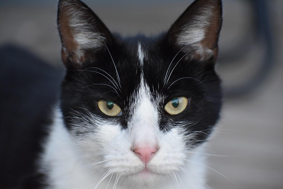 A black and white cat with yellow eyes from Kat Damant on Unsplash Trên 300 bệnh nhân nghèo được sáng mắt