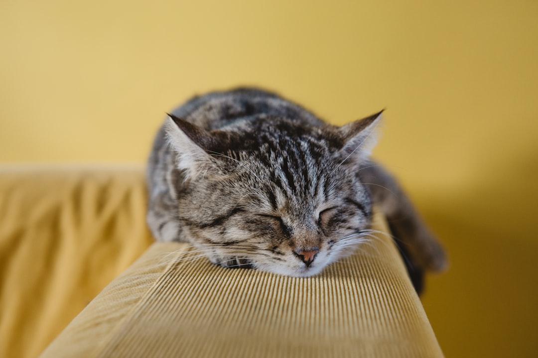 Shallow focus photography of brown tabby kitten on couch from Sabri Tuzcu on Unsplash 7 mẹo nhỏ cải thiện trí nhớ