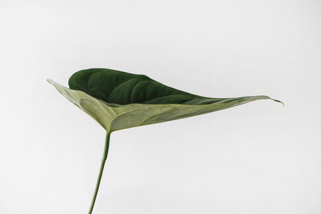 Green leaf photography from Sarah Dorweiler on Unsplash 5 bí quyết cho căn phòng luôn tươi mát