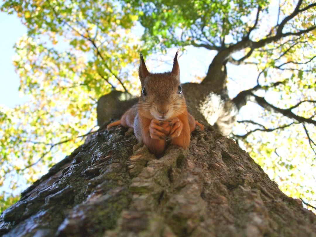Brown squirrel on green leafed tree from Transly Translation Agency on Unsplash Hàng trăm tấn thực phẩm nhập khẩu hết hạn sẽ bị tiêu hủy