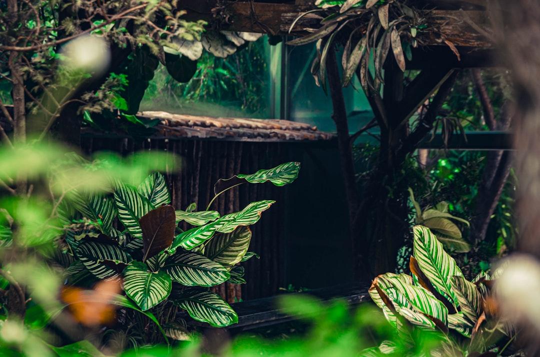 A room filled with lots of green plants from Vinh Thang on Unsplash Thêm bốn ca cúm A/H1N1