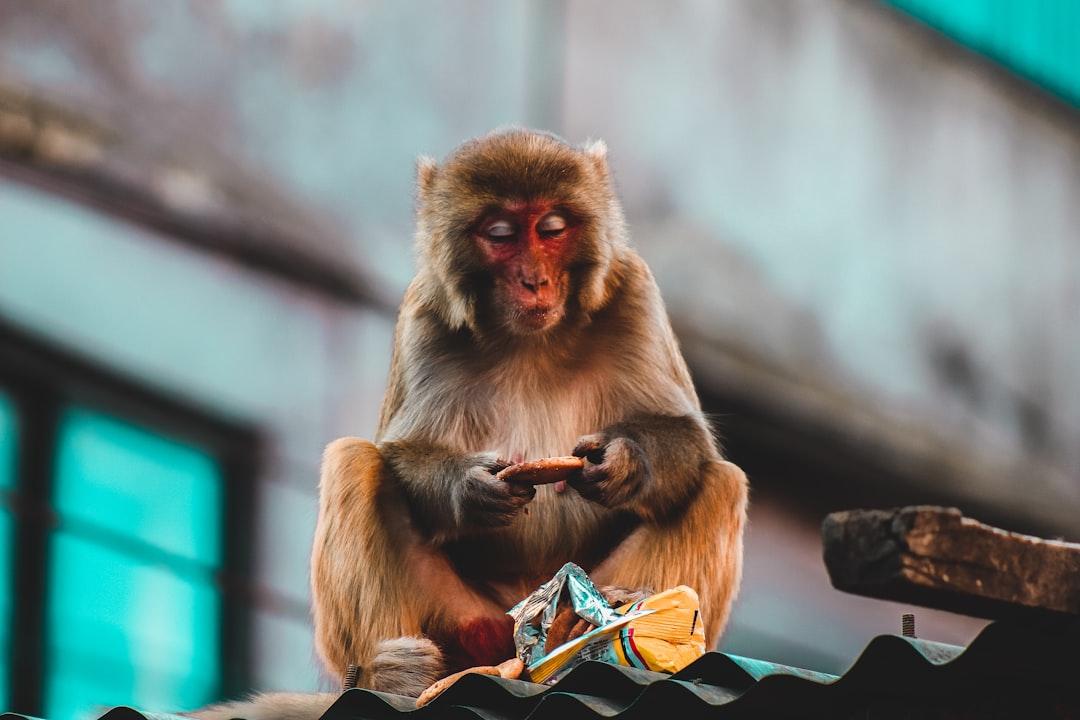 Japanese macaque on roof eating biscuits from Samrat Khadka on Unsplash Nepal: Cậu bé có bốn chân, bốn tay