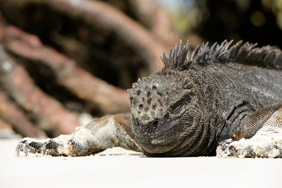 Closeup photo of gray iguana from Andres Medina on Unsplash Hai vệ sĩ của Tổng thống Ecuador mắc cúm A/H1N1