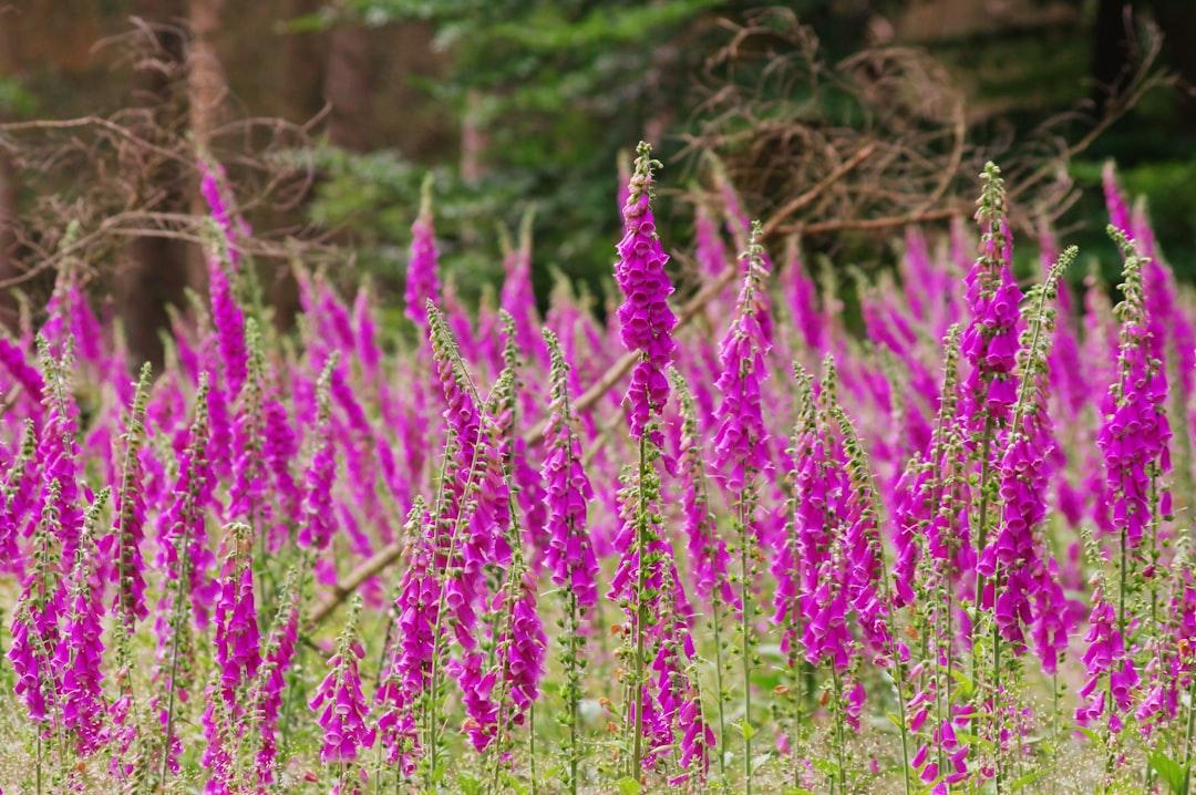 A field full of purple flowers with trees in the background from Immo Wegmann on Unsplash
