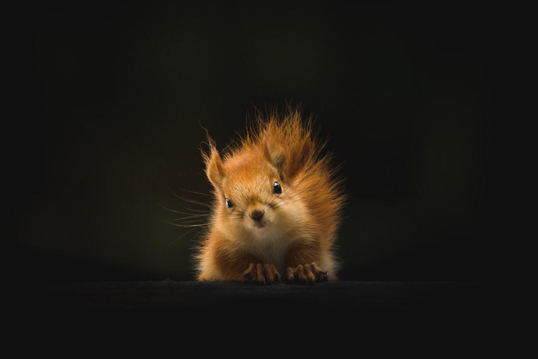 Brown squirrel on black background from Geranimo on Unsplash Giám sát lây truyền virus từ động vật sang người
