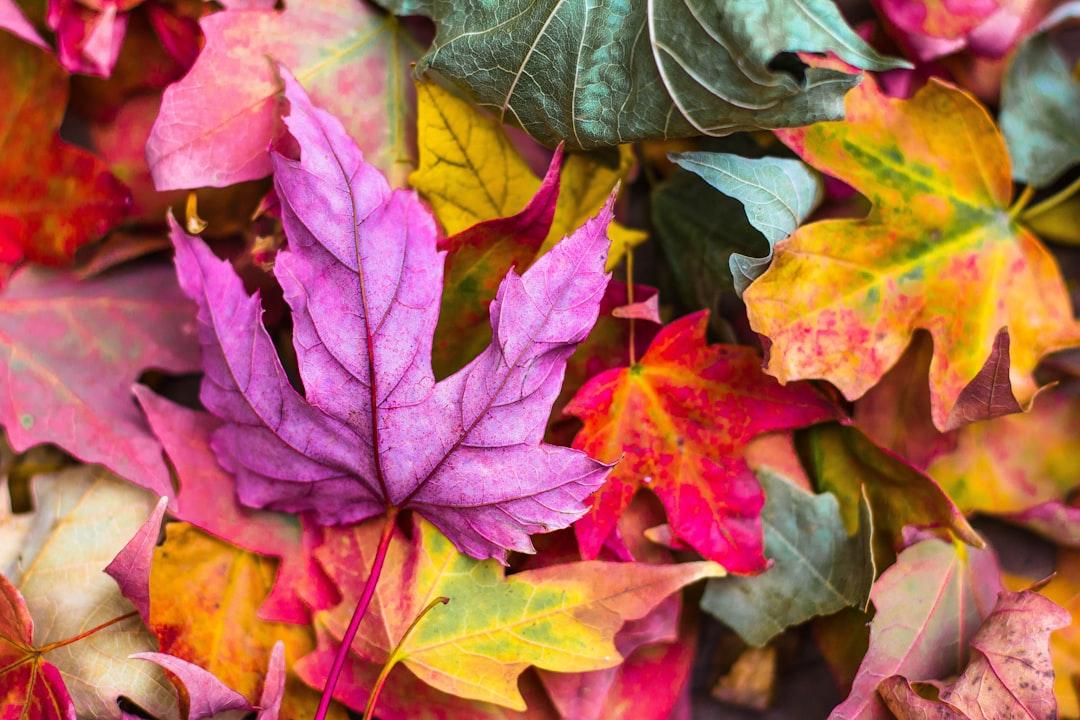 Flat lay photography of purple and red leaves from Jeremy Thomas on Unsplash Chăm sóc trẻ trong mùa lạnh