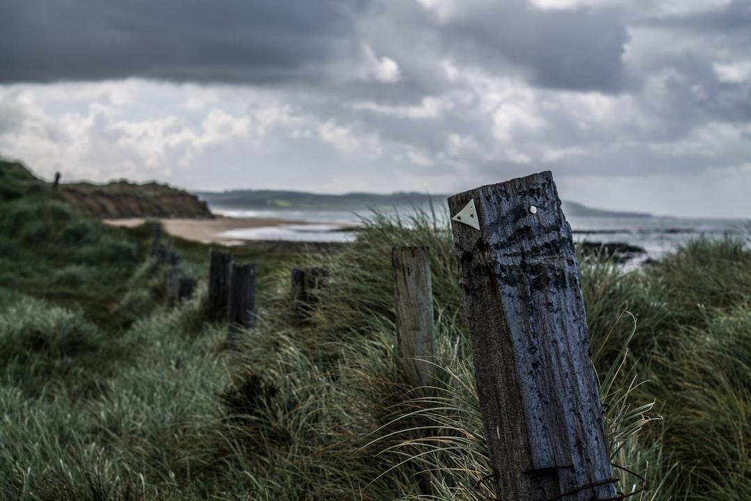 Green grass field near body of water from Tobias Stonjeck on Unsplash Chồng tiêm máu nhiễm HIV vào vợ