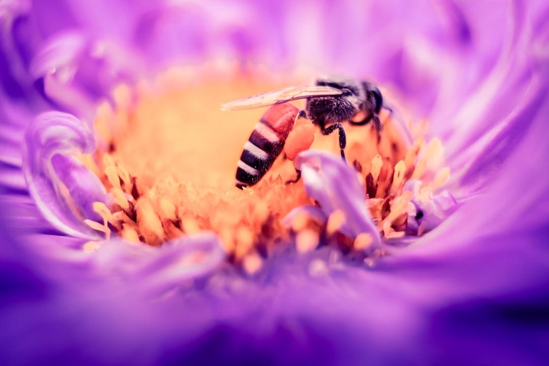 Black and white bee on yellow and purple flower from Amritanshu Sikdar on Unsplash BR-VT: Học sinh bị ong vò vẽ đốt đã hồi phục