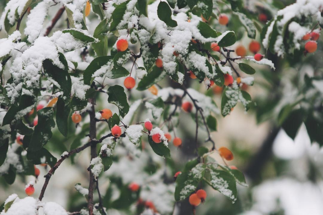 Shallow focus photography of trees filled of snow from John Price on Unsplash Tránh trầm cảm