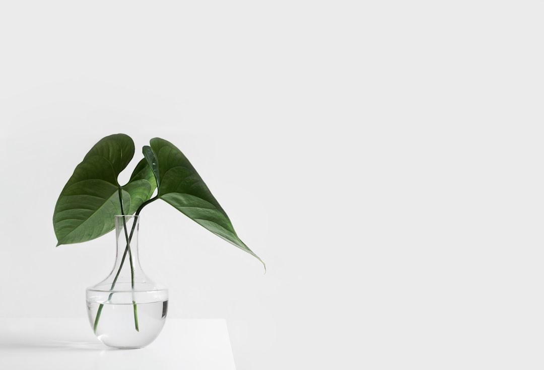 Green leafed plant on clear glass vase filled with water from Sarah Dorweiler on Unsplash