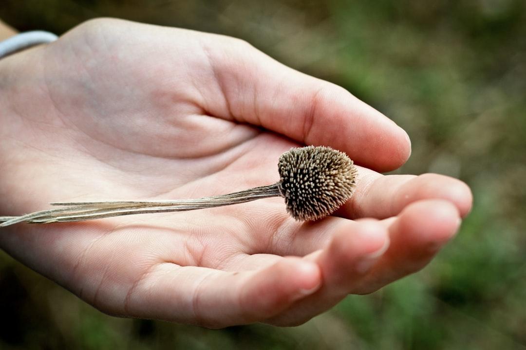 person holding brown plant Chảy máu ở những vùng đặc biệt