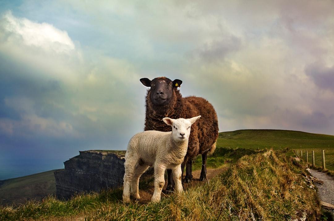 Young and adult sheep standing on mountain from Megan Johnston on Unsplash