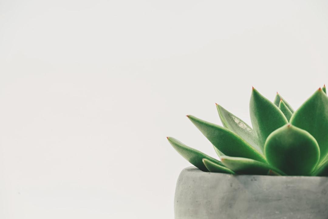Green plant from Scott Webb on Unsplash