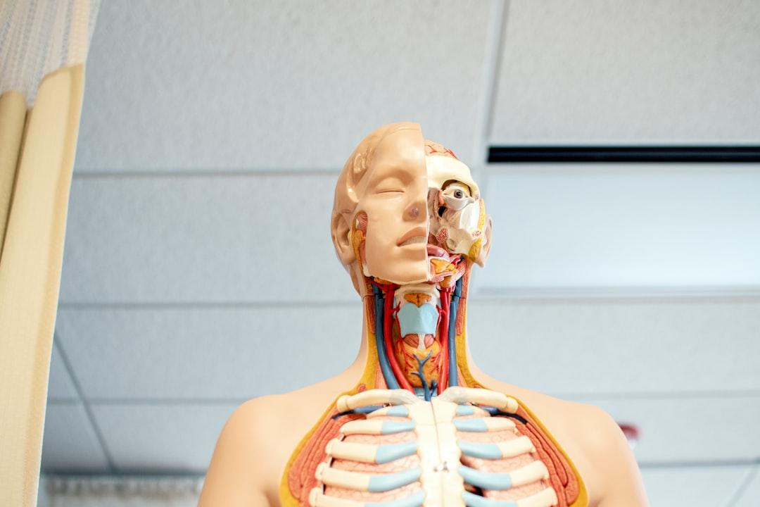 Human anatomy figure below white wooden ceiling from Nhia Moua on Unsplash Tin ảnh sức khỏe