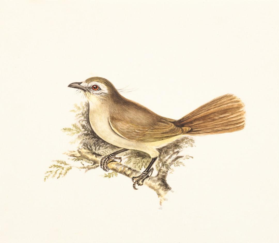 Brown bird painting from McGill Library on Unsplash