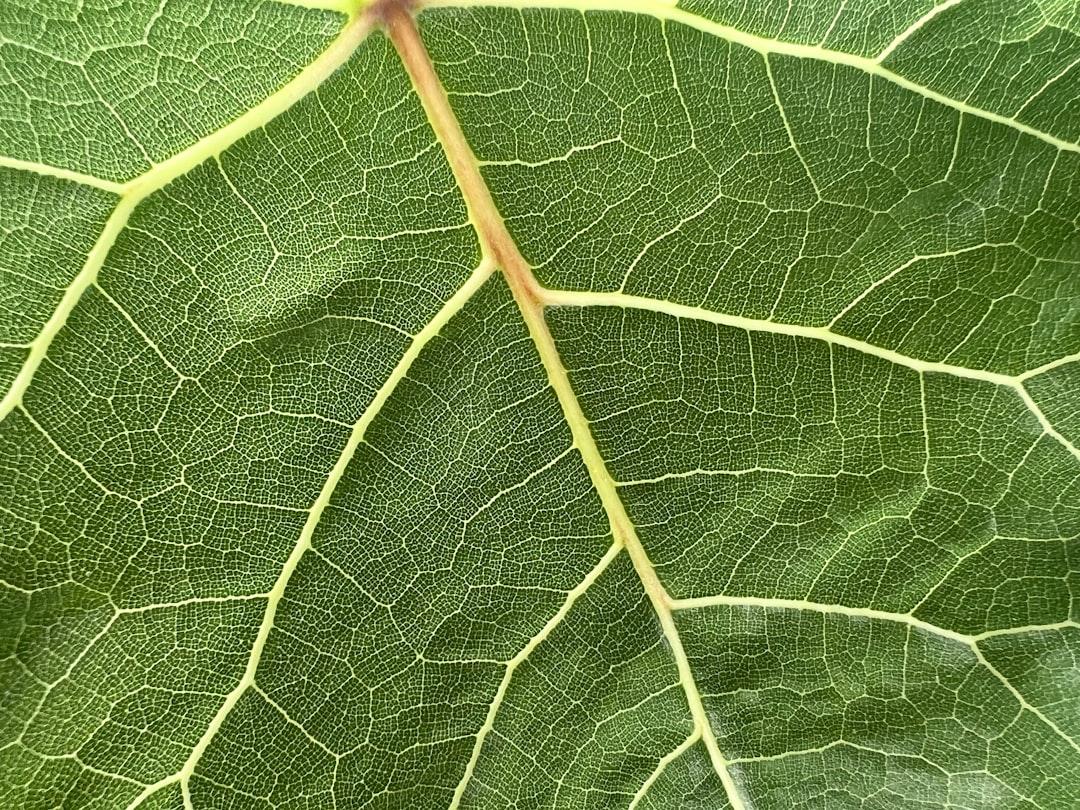 A close up view of a green leaf from Rohan Chhipa on Unsplash Coi chừng vô sinh vì giãn tĩnh mạch