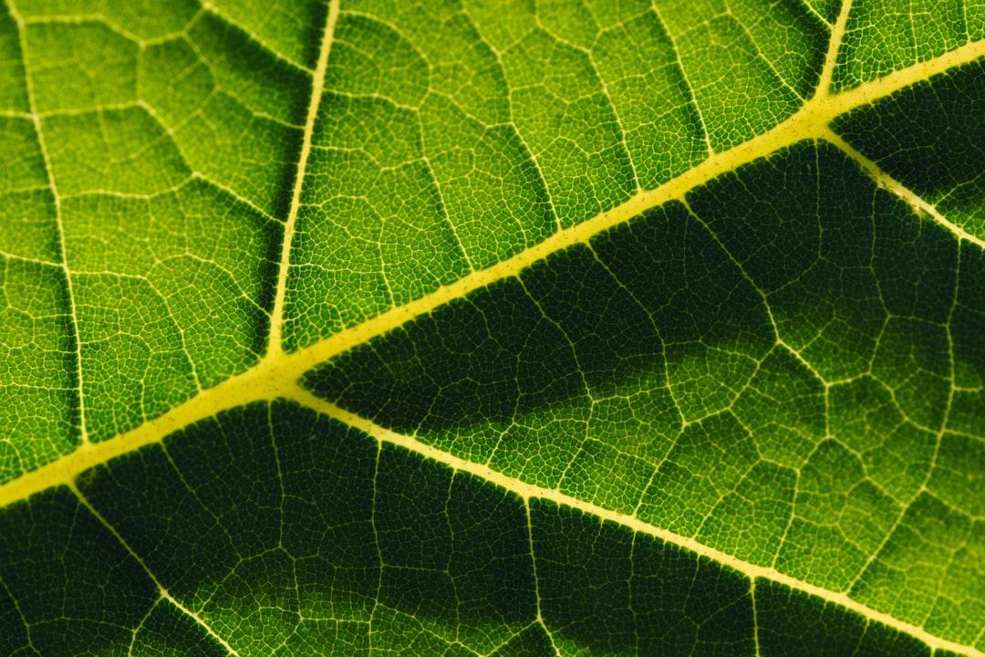 Green leaf macro photography from Ryan Schram on Unsplash