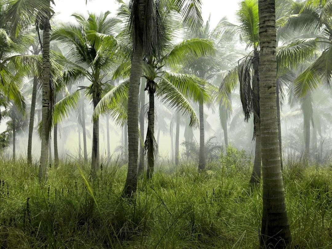 Coconut trees in forest covered with mist at daytime from Hans Eiskonen on Unsplash