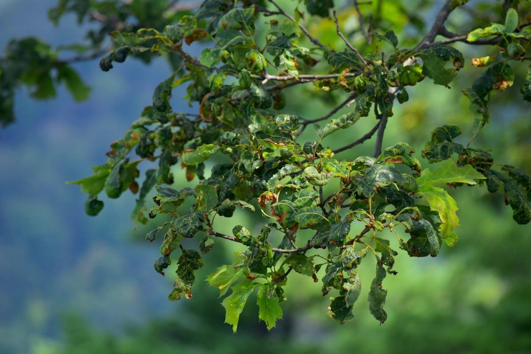 A close up of a tree branch with leaves from Demure Storyteller on Unsplash