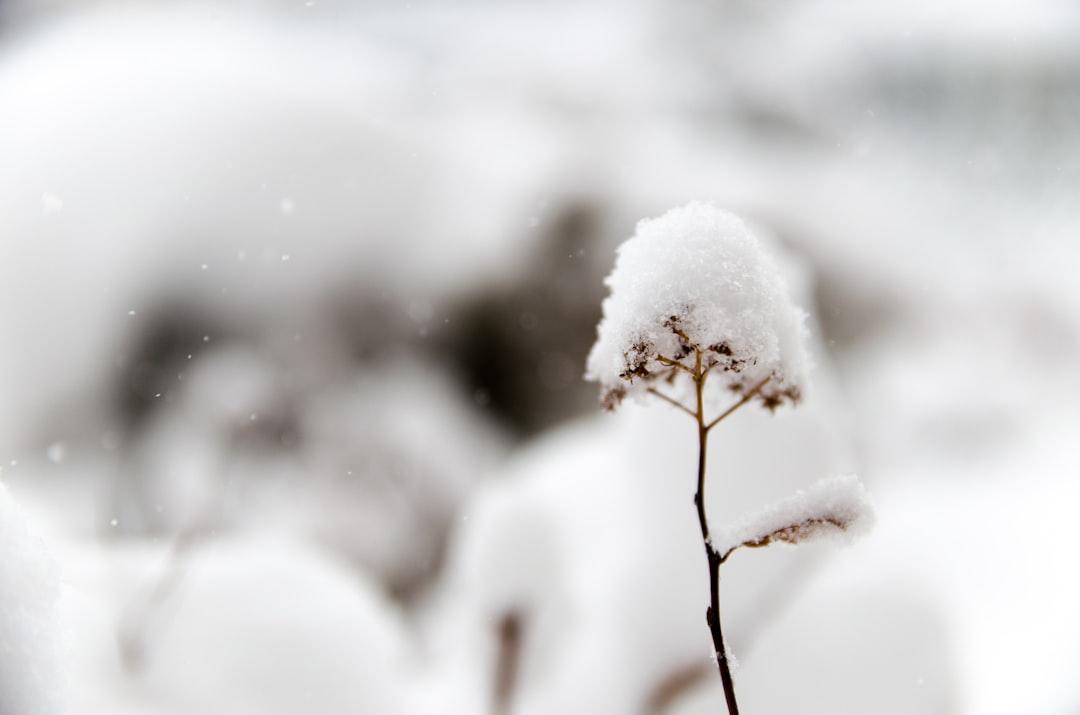 Closeup photo of flower covered in snow from Hide Obara on Unsplash
