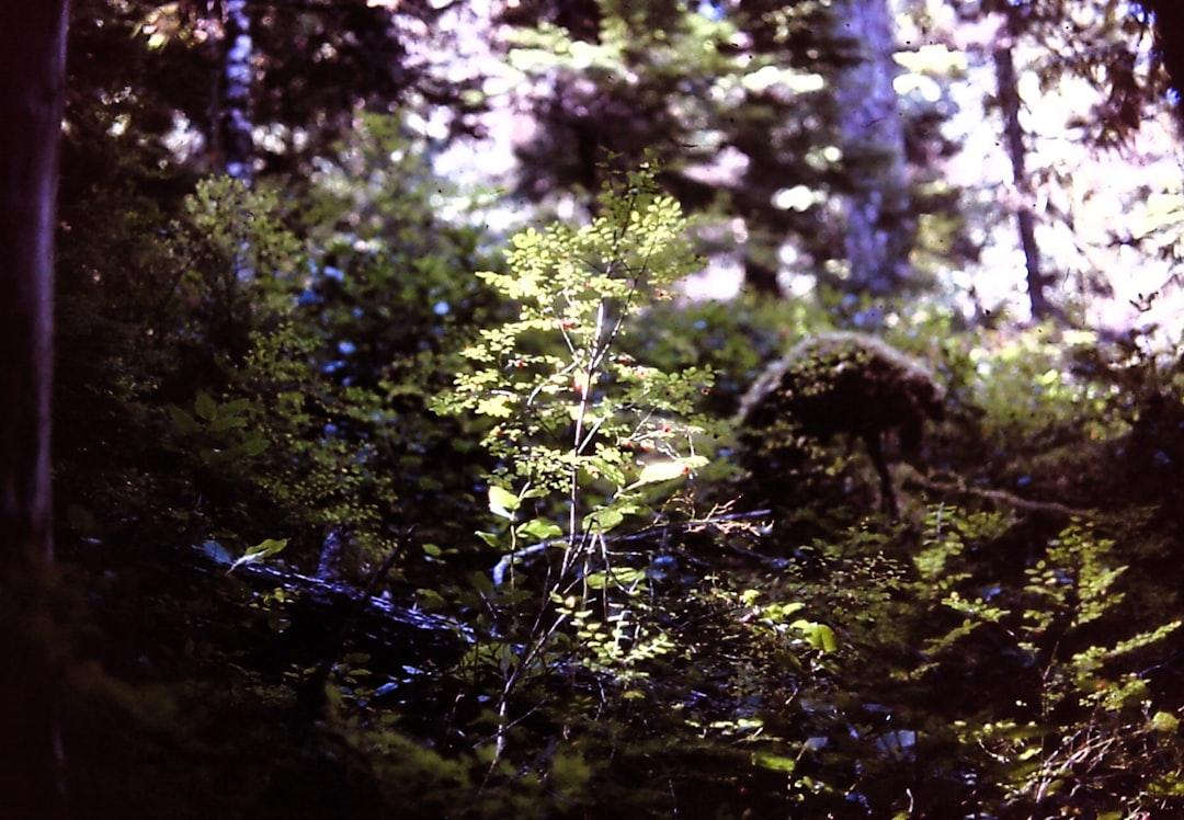 A blurry photo of a forest with trees from Jose Larios on Unsplash Trái ổi có phải là quả độc?